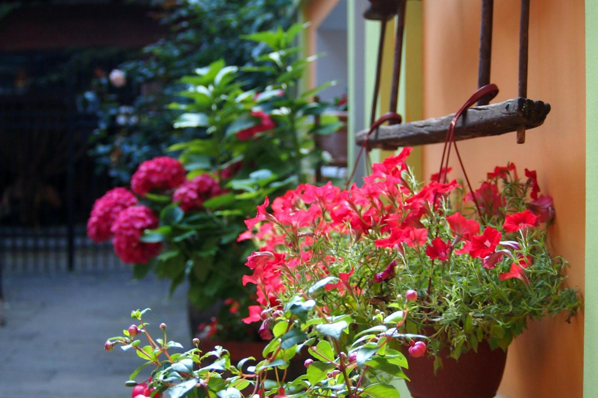 Guest Accommodation Etno Konak Tasana Ni エクステリア 写真